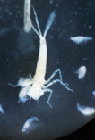 Damselfly nymph and amphipods