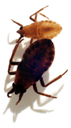 Bug photo